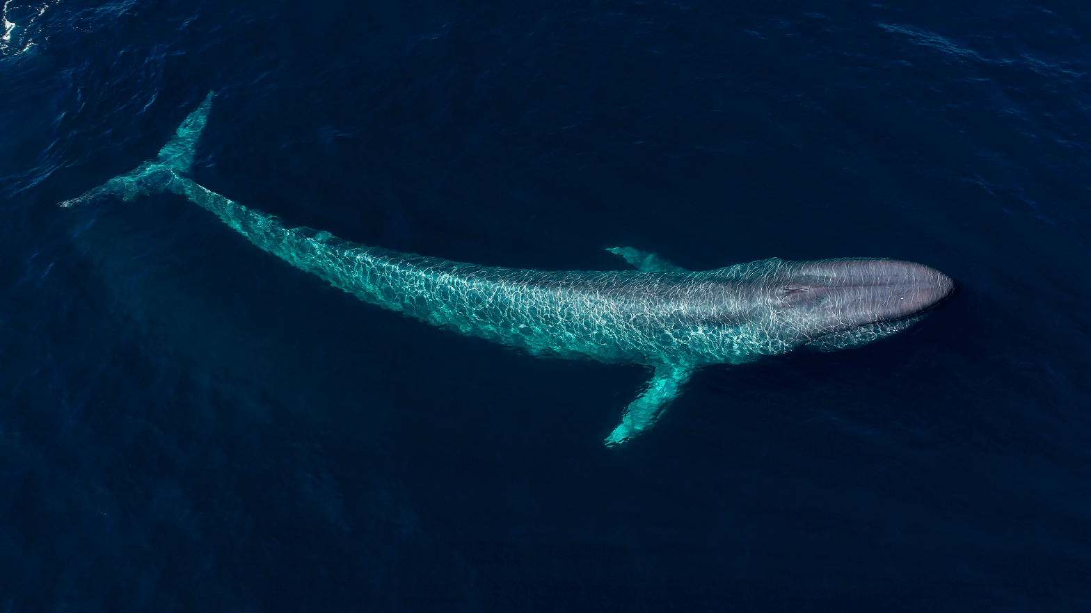 Blue Whales and Hindi